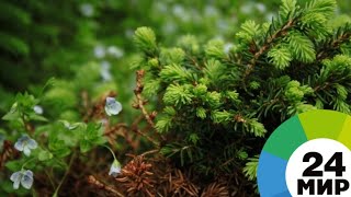 Клонирование растений: как вырастить генетическую копию ели - МИР 24
