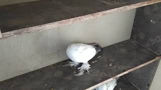 Бойные голуби, Тбилиси. Грузия. 03.02.20 Roller pigeons
