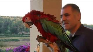 Familia de Pollitos - Capítulo 104 Veterinaris TV3.