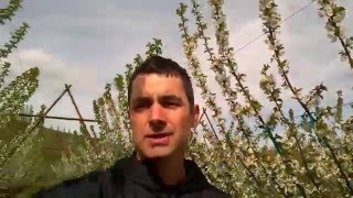 Organic Fresh Cherry Orchard