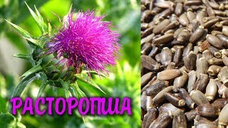 РАСТОРОПША - самое лучшее средство ДЛЯ ПЕЧЕНИ