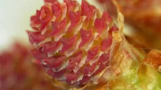 Pinus sylvestris