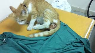 Our Cat Giving Birth at My Workplace