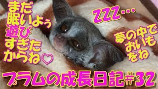Bushbaby Plum's Growth Diary ショウガラゴ プラムの成長日記#32