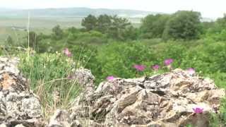 Мир дикой природы. Крым