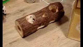 Baby Hamsters Playing - Day 16