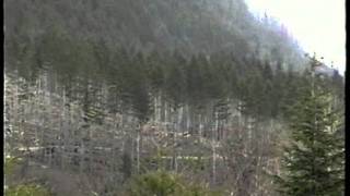 Canadian Aircrane heli logging Sikorsky S64F Shaw Creek (Lake Cowichan) (4)