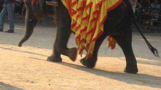 Шоу Слонов Таиланд THAILAND ELEPHANT SHOW 1)