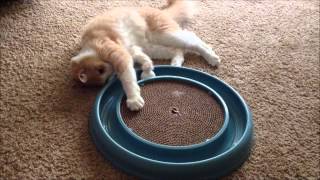 Creme Brulee the Cat playing with Bergan Turbo Scratcher Cat Toy Very cute!