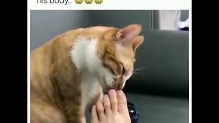 Cat smelled the human feet and see what happen next