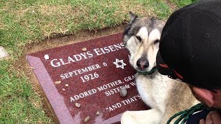 Do Dogs   Cats Know When Their Owner Is Dying ?