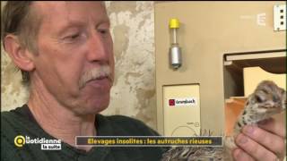 Elevages insolites : les autruches rieuses - La Quotidienne la suite