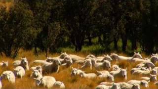 Just Shorn New Zealand Wool: Sustainable