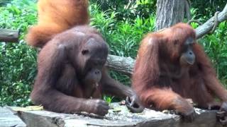 D4 Singapore Zoo's Breakfast With The Orangutans August, 2016