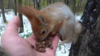 Кормлю Копию в дождь / Feeding Copy in the rain