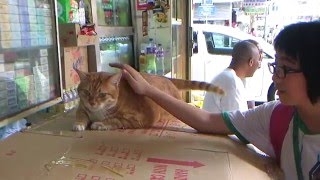 Girl playing with a cat in Hong kong Sham Shui Po