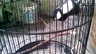 GELATIK BATU MONCER ( GLATIK WATU BATU )