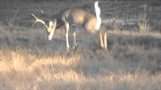 Opening day of deer season 2010