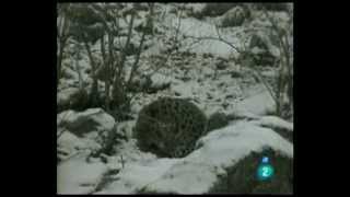 La 2 El Leopardo Amur Al Borde De La Extincio 201212131706 0001