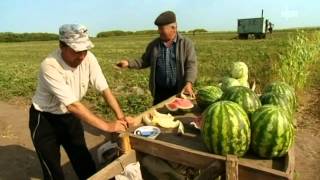 Podsosnowo 0004  документальный фильм про немецкий район включая Подсосново TV 2012 08 10