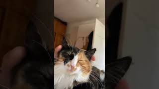 милота. ласкается кошка Мура. киска малышка. трехцветная редкий зверек