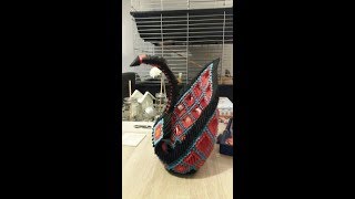 3D Origami swan + Tutorial