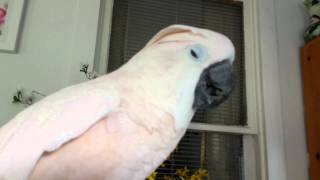 Max And His Many Voices