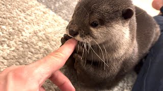 カワウソさくら 飼い主の指をくわえておしゃぶりするカワウソ Otter licking finger