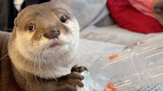 カワウソさくら ペットボトルのキャップを開け手を突っ込み興奮するカワウソ otter that opens a plastic bottle cap