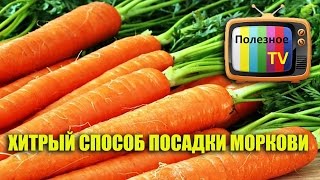 ХИТРЫЙ СПОСОБ ПОСАДКИ МОРКОВИ. ПОСАДКА МОРКОВИ ВЕСНОЙ