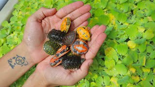 NEW! Cute Rare Baby Turtles!