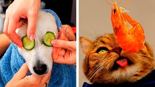 Amazing Hacks And Crafts For Your Lovely Pets