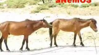 Male horse trying to have sex