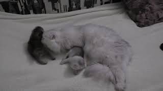 Мама с котиками