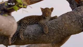 Nat Geo - Vahşi Yaşam - Okavango - 3.Bölüm (TR Belgesel)