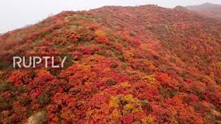 China: Rolling hills of maple trees turn red for autumn
