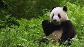 IUCN: большая панда исключена из списка исчезающих животных