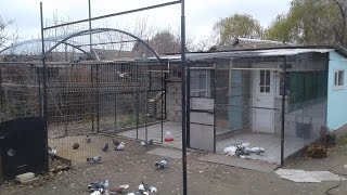 Николаевские голуби / Nikolaev pigeons ( Сергей Мирчев, Бессарабка, Молдова )