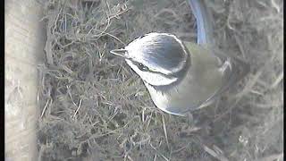 House-hunting blue tits