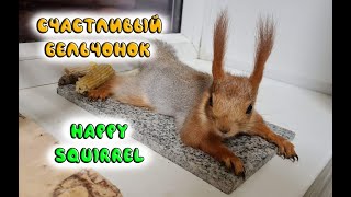 Бельчонок счастливый, урчит и пищит от радости!!! Happy squirrel, hums and squeaks with joy