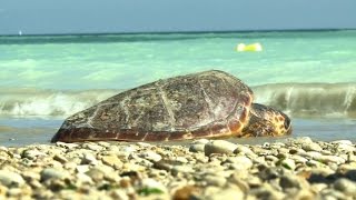 Ile de Ré: des tortues marines remises à l'eau