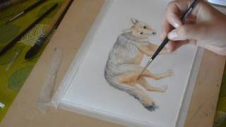 Acuarela Zorro/ Fox Watercolor