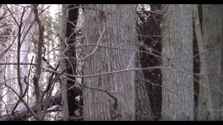Sasquatch Blue Hole / Beaver & Friends / NJ / 2.8.20
