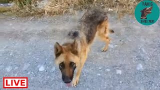 Our new German Shepherd friend. She follows me everywhere - Takis Shelter