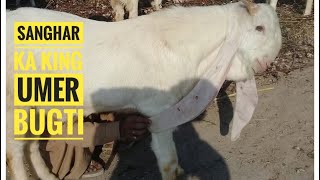 Gulabi Goats Shoq of Sanghar ka KING