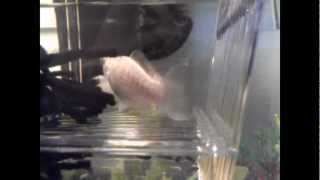Silver Molly Giving Birth