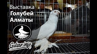 Международная выставка голубей г Алматы 2014 г  (архив) / PIGEONS / TAUBE  #Gulsarinfo©