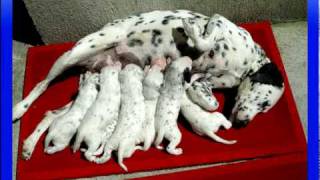 DALMATA, la mejor historia de amor de todos los tiempos