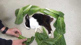 Waking A Sleeping Rabbit By Surrounding Him with Lettuce