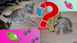 Котенок бурма выбирает игрушку ♥ котенок носится с игрушками ㋛ склад игрушек под елкой ? funny cats